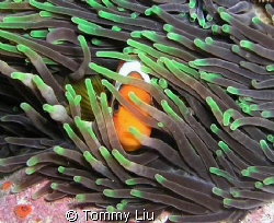 A clown fish is shyly hiding behind the anemone by Tommy Liu 